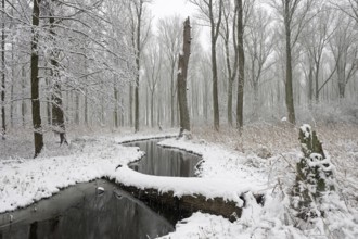 Sudden onset of winter, winter with snowfall in Meerbusch, Ilvericher Altrheinschlinge, small