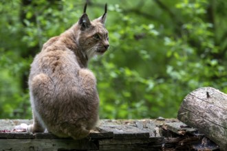 Eurasian lynx (Lynx lynx), wildlife park, Bavaria, Germany