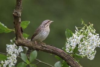Eurasian wryneck (Jynx torquilia), Limbach, Burgenland, Austria