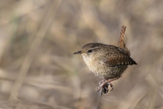 Wren (Troglodytes troglodytes), sitting in the undergrowth, Münster, Tyrol, Austria
