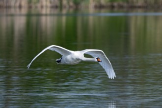 Mute swan (Cygnus olor), fish ponds, Güssing, Burgenland, Austria