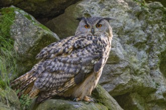 Eurasian Eagle-owl (Bubo bubo), sitting on a rock, captive, Bavaria, Germany