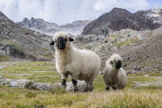 Two Valais Blacknose sheep (Ovis gmelini aries), high alpine mountain valley, Obere Senner Egete,