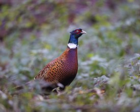 Hunting Pheasant (Phasianus colchicus), Germany