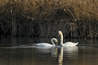 Mute swans (Cygnus olor), pair mating, Flachsee nature reserve, Freiamt, Canton Aargau, Switzerland
