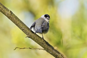 Blackcap (Sylvia atricapilla), male singing while sitting on a branch, Flachsee nature reserve,
