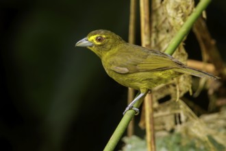 Lemon-spectacled Tanager (Chlorothraupis olivacea) perched on a branch in the Andes mountains of