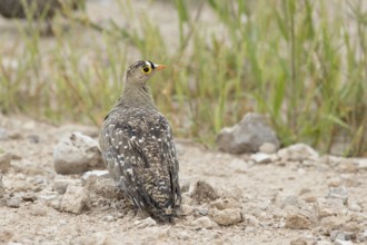 Double-banded Sandgrouse (Pterocles bicinctus) male perched on the ground, Namibia