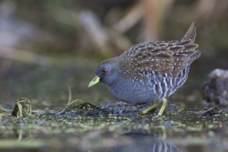 Australian Crake (Porzana fluminea) foraging, Victoria, Australia