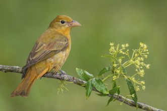 Summer Tanager (Piranga rubra) female perched on a branch, Texas, USA