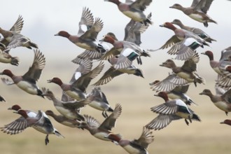 Eurasian Wigeon (Mareca penelope) group taking flight, Netherlands