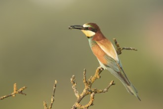 European Bee-eater (Merops apiaster) perched on a lichen branch with insect in beak, Serbia