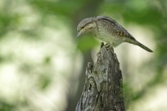 Eurasian Wryneck (Jynx torquilla) perched on a stump, Saxony-Anhalt, Germany