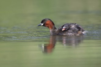 Little Grebe (Tachybaptus ruficollis) with chick, Saxony, Germany