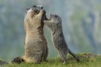 Alpine Marmot (Marmota marmota) adult with young, High Tauern National Park, Carinthia, Austria