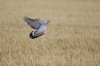Common Wood Pigeon (Columba palumbus) flying, North Rhine-Westphalia, Germany