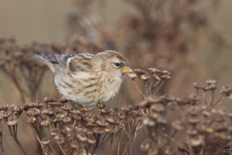 Common Redpoll - Taiga-BIrkenzeisig - Carduelis flammea flammea, Germany