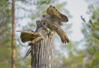 Great Grey Owl (Strix nebulosa) male exchanging a vole with female, Suomussalmi, Finland