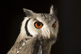 Southern White-faced Owl (Ptilopsis granti) captive, Germany