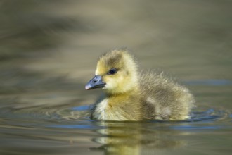 Greylag Goose (Anser anser) chick, Lower Saxony, Germany