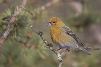 Pine Grosbeak - Hakengimpel - Pinicola enucleator, Finland