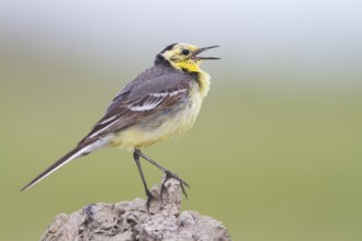 Citrine Wagtail - Zitronenstelze - Motacilla citreola ssp. citreola, Kazakhstan