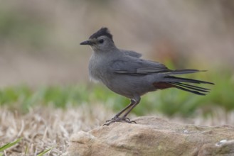Grey Catbird (Dumetella carolinensis) perched on a stone, Texas, USA
