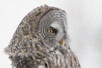 Great Grey Owl (Strix nebulosa), Quebec, Canada