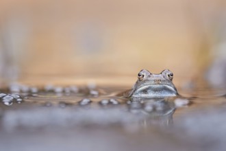 Common Frog (Rana temporaria) portrait in spawning pond, Canton of Grisons, Switzerland