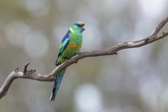 Mallee Ringneck (Barnardius zonarius barnardi) male, Victoria, Australia