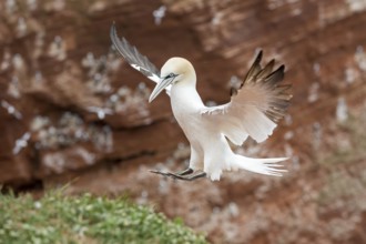 Northern Gannet (Morus bassanus) flying, Schleswig-Holstein, Germany