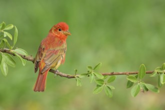 Summer Tanager (Piranga rubra) male perched on a branch, Texas, USA