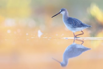 Spotted Redshank (Tringa erythropus) foraging, Groningen, Netherlands