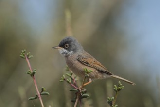 Spectacled Warbler (Sylvia conspicillata) male, Fuerteventura, Spain