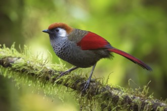 Red-tailed Laughingthrush (Trochalopteron milnei) perched on a log, Ngoc Linh, Vietnam