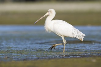 Yellow-billed Spoonbill (Platalea flavipes) foraging, Victoria, Australia
