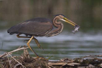 Purple Heron (Ardea purpurea) with fish prey in beak, Subotica, Serbia