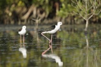 Black-winged Stilt (Himantopus himantopus) male, Phetchaburi, Thailand