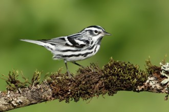 Black-and-white Warbler (Mniotilta varia), Texas, USA