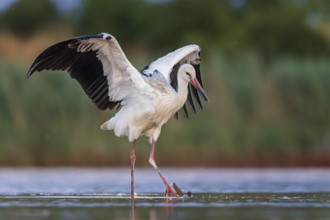 White Stork (Ciconia ciconia) foraging in shallow water, Saxony-Anhalt, Germany