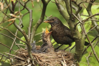 Common Blackbird (Turdus merula) female at nest with chicks, Lower Saxony, Germany