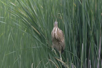 Eurasian Bittern (Botaurus stellaris), Saxony, Germany
