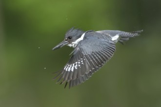Belted Kingfisher (Megaceryle alcyon) flying, Colorado, USA