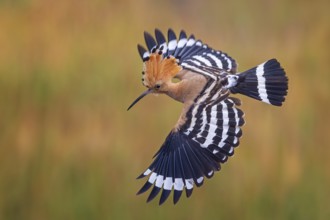 Eurasian Hoopoe (Upupa epops) flying, Saxony-Anhalt, Germany