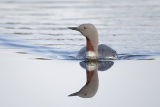 Red-throated Loon (Gavia stellata), Dalarna, Sweden