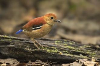 Blue-headed Pitta (Hydrornis baudii) female, Sabah, Malaysia