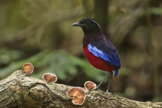 Black-crowned Pitta (Erythropitta ussheri), Sabah, Malaysia