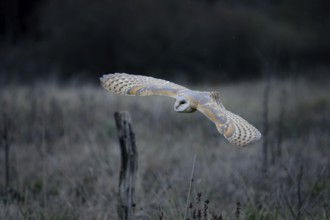 Schleiereule, lat. Tyto alba guttata, fliegt über einer Brachfläche vor einem Waldrand
