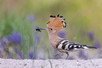 Eurasian Hoopoe (Upupa epops) perched on the ground with insect in beak, Serbia