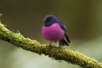 Pink Robin (Petroica rodinogaster) male perched on a mossy branch, Victoria, Australia